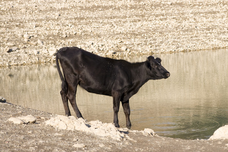 A young cow by the riverの写真素材