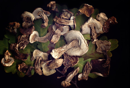 Dried mushrooms on green leavesのeditorial素材