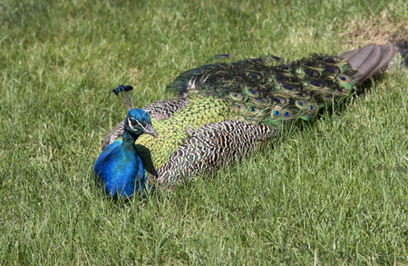 Peacock lying on grassの写真素材