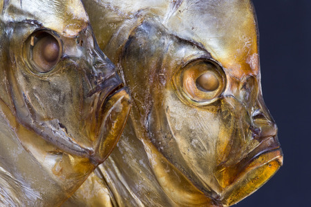 Two fish head Vomer closeupの写真素材