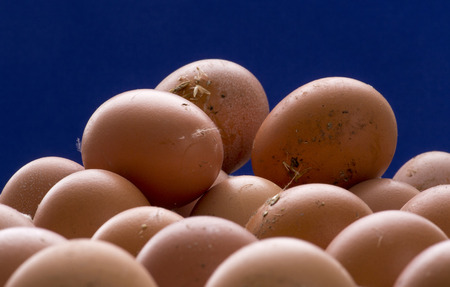 Brown chicken eggs on a blue background