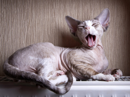 Yawning kittenの写真素材