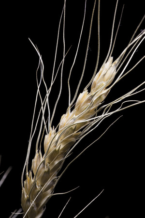 Barley ear of wheat close-up on a black backgroundの写真素材