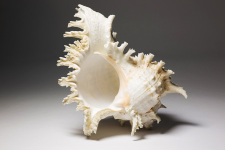 Sea shell on a gray backgroundの写真素材