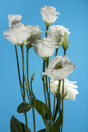 Eustoma bouquet of white on a blue background