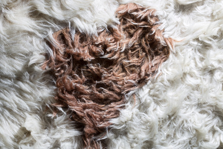 Background and texture of natural sheep's wool closeupの写真素材