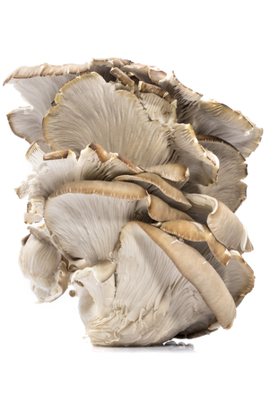 Mushrooms Oyster mushrooms on a white backgroundの写真素材