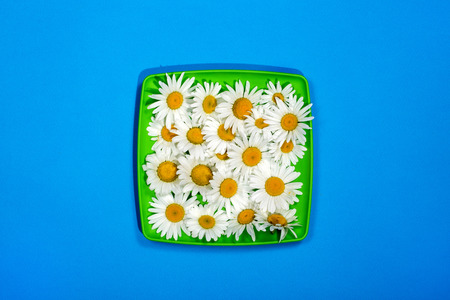 Flowers of camomiles on a green plate on a blue backgroundの写真素材