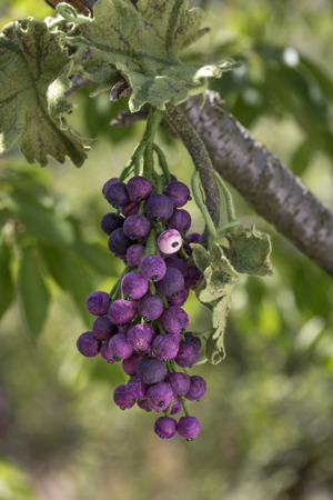 A bunch of handmade grapes from felted wool on a floral backgroundの写真素材