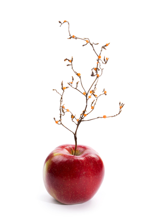 Ripe red apple with a plant like a tree.の写真素材