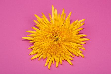 Bright yellow chrysanthemum flower on a pink backgroundの写真素材