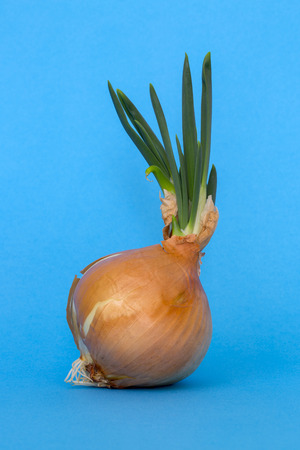 Sprouted onions on a blue background close-upの写真素材