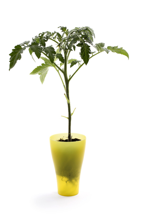 Seedling of tomato, bush of tomato seedlings on white backgroundの写真素材