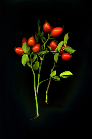 Three branches of wild rose on a black backgroundの写真素材