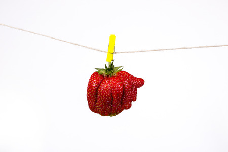 Large ripe strawberry on a clothespin on a white background with reflectionの写真素材