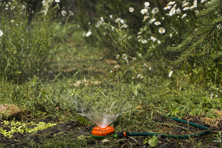 Watering the growing cucumbers with a universal garden sprinklerの写真素材