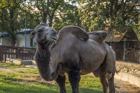 Large adult camel in Belgrade Zoo, Serbiaの写真素材