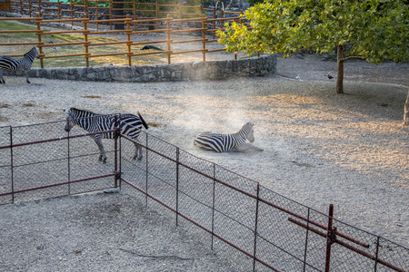 Belgrade, Serbia - July 31, 2017: Zebras have a rest in the Belgrade Zooのeditorial素材