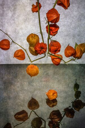 Still life with physalis branch and reflectionの写真素材