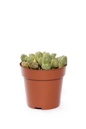 Green Succulent Playospylos In Pot Isolate On White