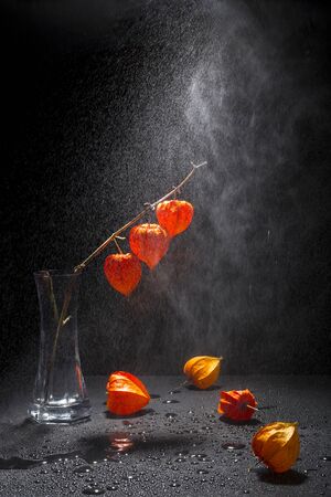 Still life with branches of physalis in in a glass vase under drops of waterの写真素材