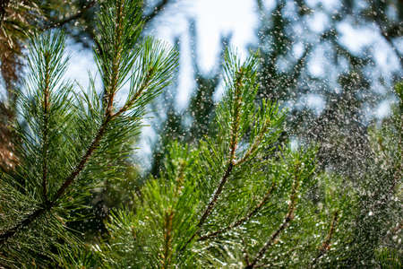 Needles of pine branches on the background of splashing waterの写真素材