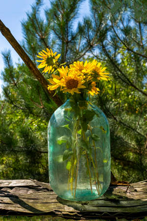 Bouquet of young sunflowers in a glass jarの写真素材