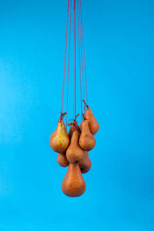 Ripe pears on a rope on a blue backgroundの写真素材