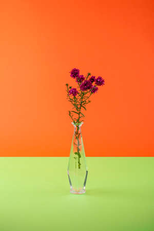 Autumn aster branch in a glass vase on a colored backgroundの写真素材