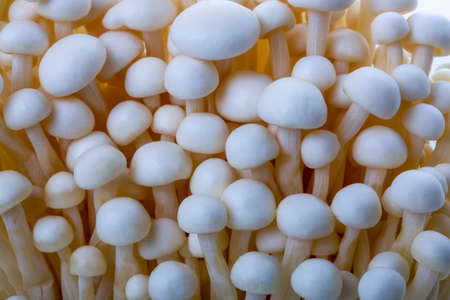 Harvest Edible Enokitake Mushroom Close Upの写真素材