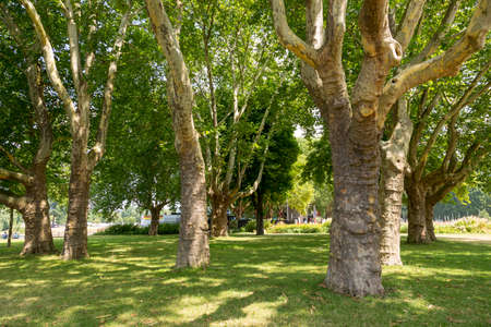 Koblenz, Germany - July 07, 2018: Trees in the park near of the Basilica of St. Castor in the city of Koblenzのeditorial素材