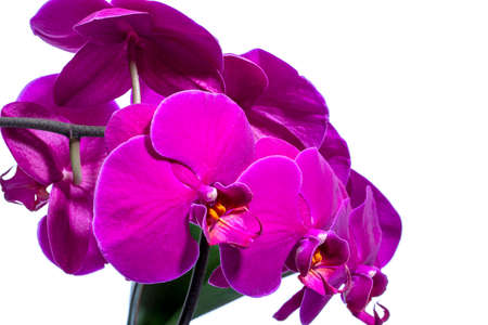 Phalaenopsis orchid flowersの写真素材