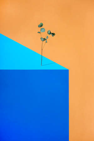 Geometric still life with a branch of a plant on a figureの写真素材