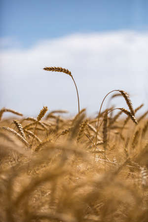 Wheat spikelets on the field against the skyの写真素材