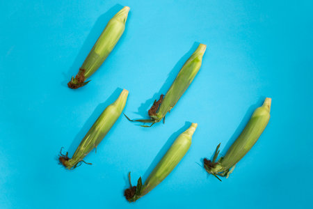 Five fresh corn cobs on a blue backgroundの写真素材