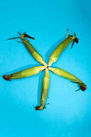 Five fresh corn cobs on a blue backgroundの写真素材