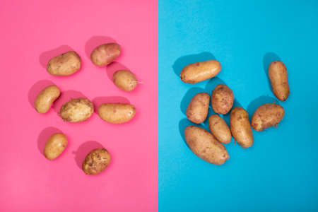 Two heaps of fresh potatoes spread out on a pink and blue background, top viewの写真素材