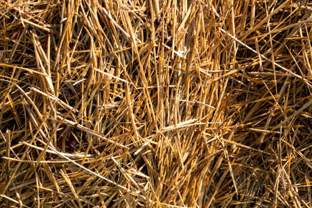 Background of mown dried yellow grass, close-up