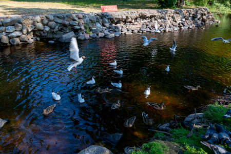 Seagulls and ducks swim in the Vuoksa River in the city of Priozersk, Leningrad Region, Russiaの写真素材
