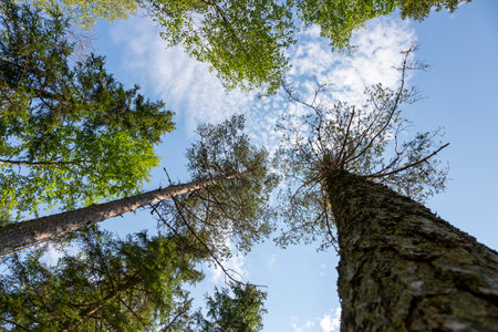 Tall Karelian spruce trees in the forest on the Tohmajoki Riverの写真素材