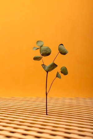 Minimalistic still life with a branch of a plant with leavesの写真素材