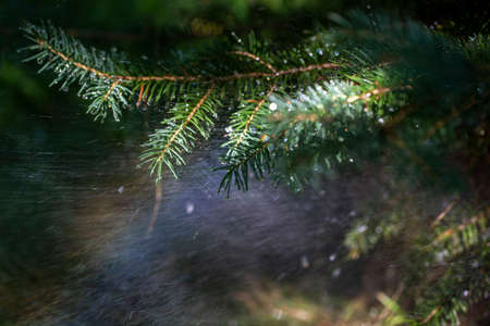 Needles of spruce branches on the background of splashing waterの写真素材