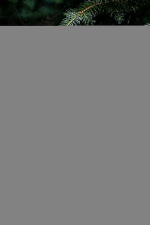 Needles of spruce branches on the background of splashing waterの写真素材