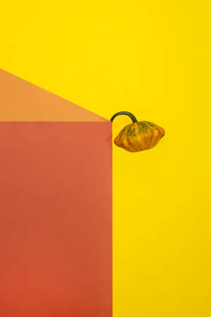 Geometric still life with ripe squash on a colored backgroundの写真素材