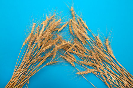 Spikelets of ripe wheat on a blue backgroundの写真素材