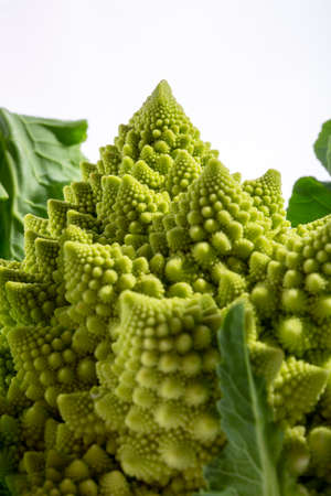 Fragment of cabbage Romanesco broccoli close-upの写真素材