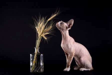 Kitten of the Devon Rex breed with ears of wheatの写真素材