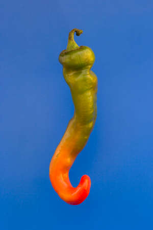 Ripe sharp pepper on a blue backgroundの写真素材