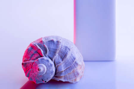 Still life with seashell on bright background with red backlightの写真素材