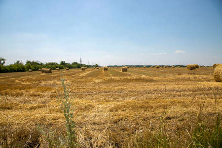 Rural landscape with wheat field after harvesting